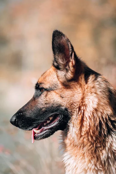 黄色の秋の森を背景に純血犬 スクリーンセーバーやカレンダーのための犬の高品質の写真 黒と赤のドイツの羊飼いの犬のプロフィールの肖像画 — ストック写真