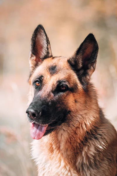 Portret Van Een Zwart Rode Duitse Herder Met Toegewijde Bruine — Stockfoto