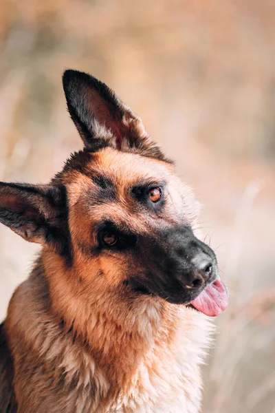 Portret Czarno Czerwonego Owczarka Niemieckiego Oddanymi Brązowymi Oczami Pies Czystej — Zdjęcie stockowe