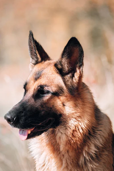 Sadık Kahverengi Gözlü Siyah Kırmızı Bir Alman Çoban Köpeği Portresi — Stok fotoğraf