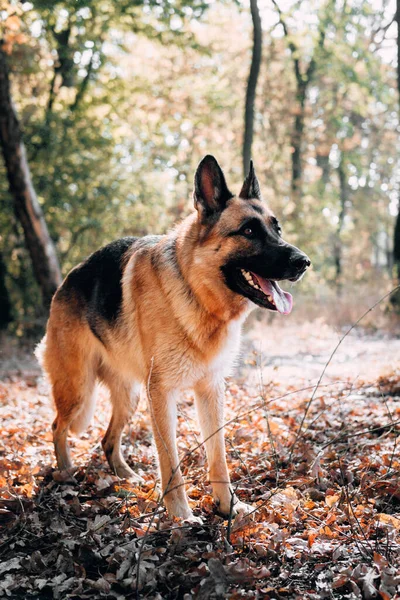 Güzel Bir Siyah Kırmızı Alman Çoban Köpeği Sonbahar Ormanında Duruyor — Stok fotoğraf