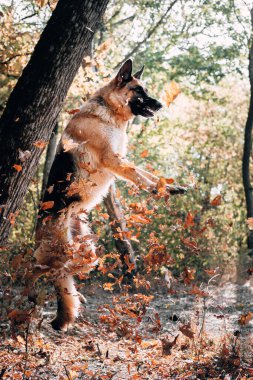 Yavru bir Alman çoban köpeği sonbahar ormanlarında yürür ve yaprakları dişleriyle yakalar. Bir çoban köpeği atlayıp parkta kuru sarı yapraklarla oynar. Dikey resim.