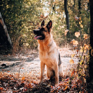 Sıcak bir sonbahar ormanında siyah ve kırmızı renkli bir Alman çoban köpeği portresi. Güzel bir dişi çoban parkta oturur ve uzaklığa bakar. Bir insanın en iyi dostu..