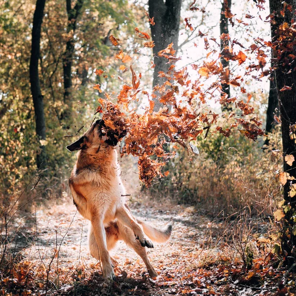 Schattige Volwassen Hond Van Ras Een Duitse Herder Loopt Herfst — Stockfoto