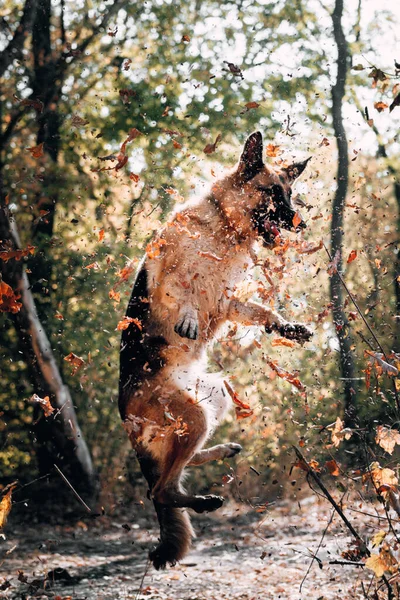 Entzückender Erwachsener Hund Der Rasse Ein Schäferhund Geht Durch Die — Stockfoto