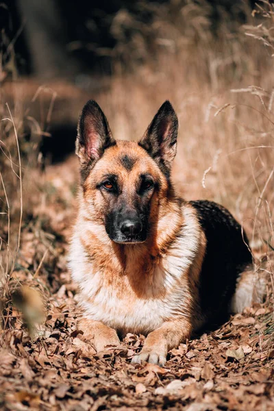 Çok Çekici Bir Köpek Cinsi Alman Çoban Köpeği Siyah Kırmızı — Stok fotoğraf