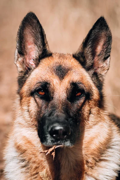 Groot Charmant Portret Van Een Zwart Rode Volwassen Duitse Herder — Stockfoto