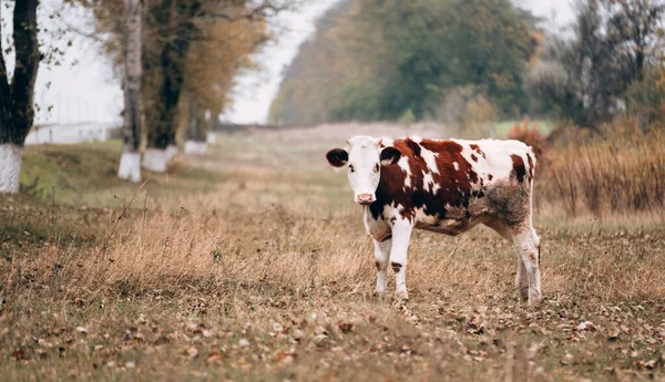 Uma Vaca Manchada Jovem Pedigreed Bonita Está Uma Clareira Pastagens — Fotografia de Stock