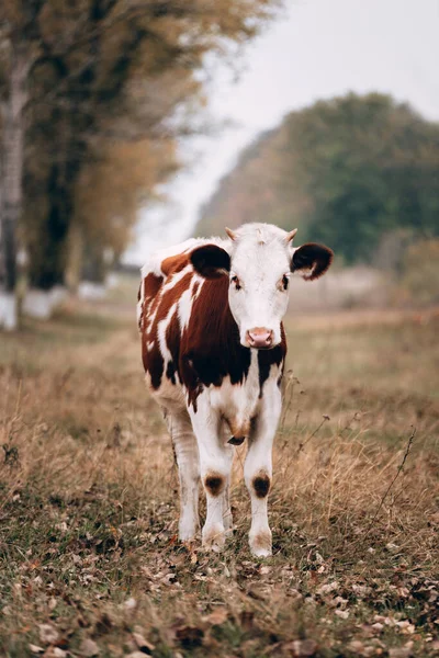 Uma Vaca Manchada Jovem Pedigreed Bonita Está Uma Clareira Pastagens — Fotografia de Stock