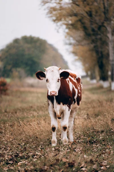 Une Belle Jeune Vache Tachetée Généalogique Tient Dans Une Clairière — Photo
