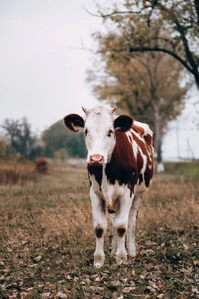 Uma Vaca Manchada Jovem Pedigreed Bonita Está Uma Clareira Pastagens — Fotografia de Stock