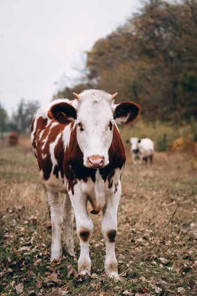 Uma Jovem Vaca Branca Com Manchas Vermelhas Pastoreia Prado Outono — Fotografia de Stock