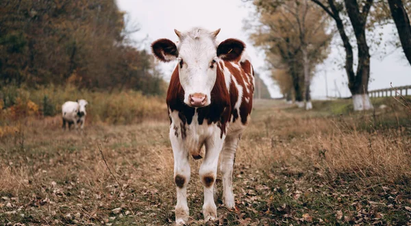 Une Jeune Vache Blanche Avec Des Taches Rouges Paissent Dans — Photo