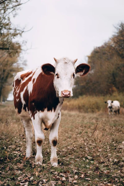 Uma Jovem Vaca Branca Com Manchas Vermelhas Pastoreia Prado Outono — Fotografia de Stock