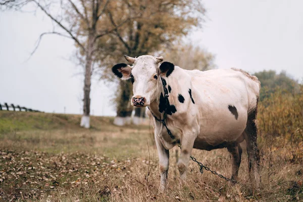 Une Vache Adulte Couleur Blanche Race Pure Avec Des Taches — Photo