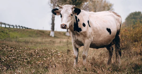 Une Vache Adulte Couleur Blanche Race Pure Avec Des Taches — Photo