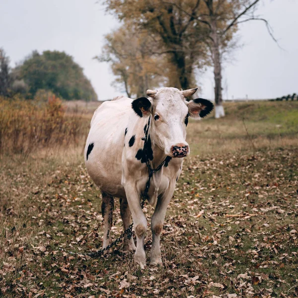 Uma Vaca Adulta Raça Pura Cor Branca Com Manchas Pretas — Fotografia de Stock