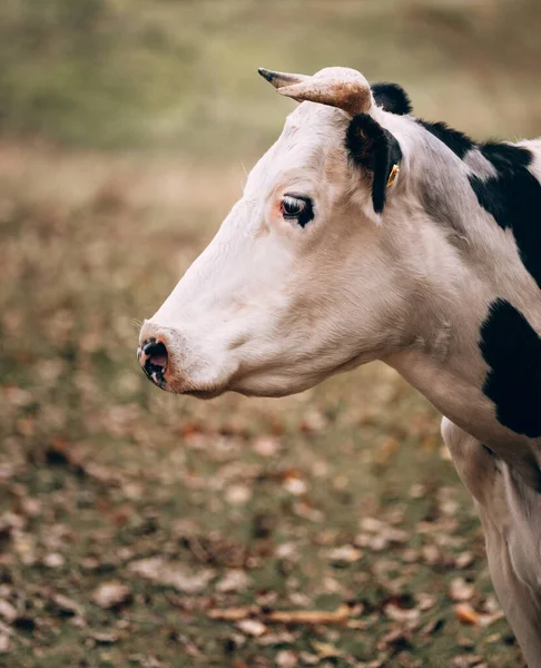 Urocze Słodkie Wiejskie Zwierzę Farmy Duży Portret Dorosłej Krowy Czystej — Zdjęcie stockowe
