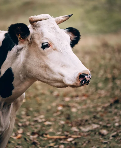 Charmant Animal Ferme Grand Portrait Une Vache Adulte Pur Sang — Photo