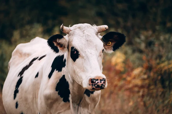 Charmant Animal Ferme Grand Portrait Une Vache Adulte Pur Sang — Photo