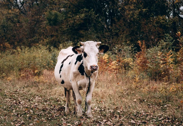 Uma Vaca Adulta Raça Pura Cor Branca Com Manchas Pretas — Fotografia de Stock