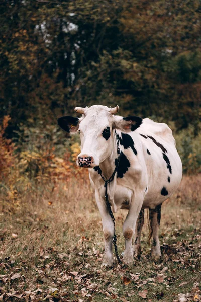 Uma Vaca Adulta Raça Pura Cor Branca Com Manchas Pretas — Fotografia de Stock