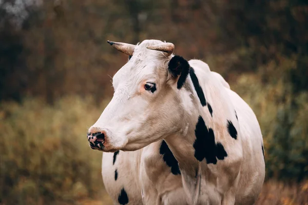 Encantador Animal País Bonito Fazenda Grande Retrato Uma Vaca Adulta — Fotografia de Stock
