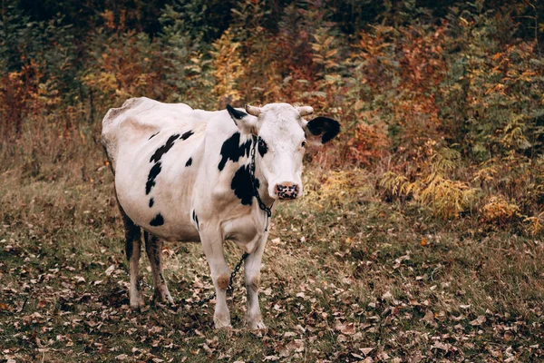 Uma Vaca Adulta Raça Pura Cor Branca Com Manchas Pretas — Fotografia de Stock