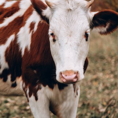 Genç bir ineğin büyük dikey portresi. Kırmızı benekli, küçük boynuzlu ve pembe burunlu beyaz bir inek. Çiftlikteki genç bir safkan boğanın ağzı..