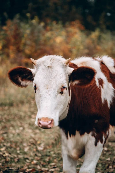 Grand Portrait Vertical Une Jeune Vache Une Vache Blanche Avec — Photo