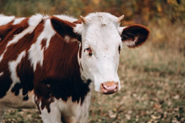 Duży Horyzontalny Portret Młodej Krowy Biała Krowa Czerwonymi Plamkami Małymi — Zdjęcie stockowe