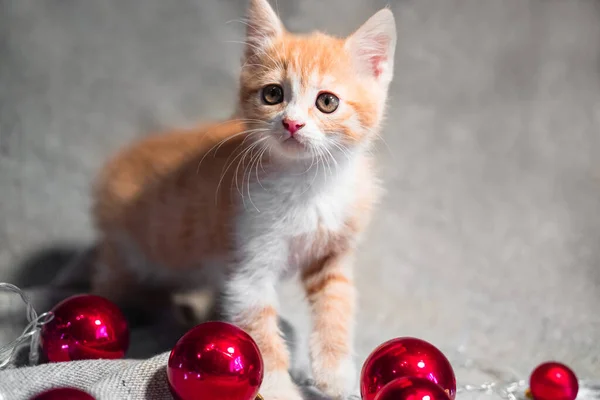 Christmas banner with a charming home-made little red and white kitten and red Christmas tree toys. Cute purebred red cat on new year's background. — Stock Image Christmas Banner Charming Home Made Little Red White Kitten Red Stock Picture