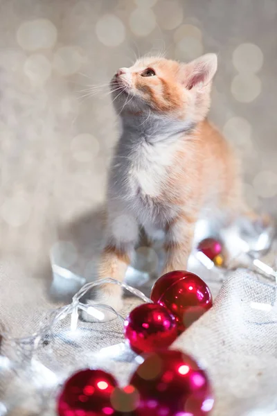 Vertical Christmas background with a charming domestic red and white kitten and red Christmas toys. Cute purebred red cat on a light Christmas background. Bokeh from the lights of the garland. — Stock Image Vertical Christmas Background Charming Domestic Red White Kitten Red Christmas Stock Photo