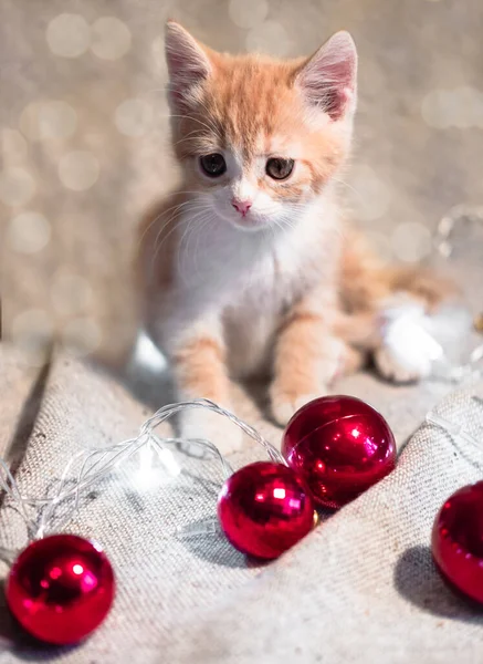 Pequeno Gatinho Vermelho Fofo Senta Cobertor Aconchegante Lado Uma Grinalda — Fotografia de Stock