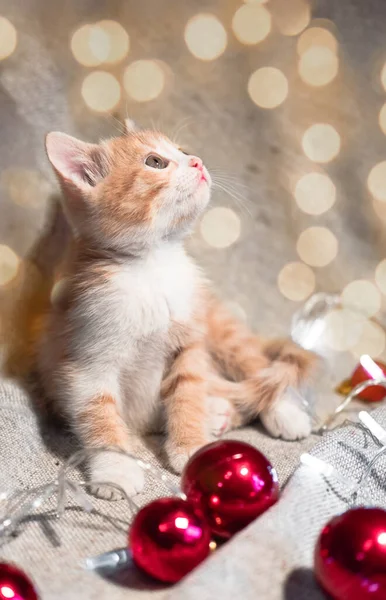 Pequeno Gatinho Vermelho Fofo Senta Cobertor Aconchegante Lado Uma Grinalda — Fotografia de Stock