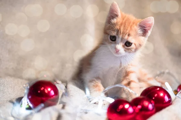 Pequeno Gatinho Vermelho Fofo Senta Cobertor Aconchegante Lado Uma Grinalda — Fotografia de Stock