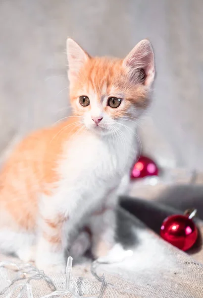 Pequeno Gatinho Vermelho Fofo Senta Cobertor Aconchegante Lado Uma Grinalda — Fotografia de Stock