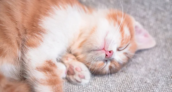 Cute little home-made red striped kitten is sleeping sweetly on a light bedspread. A charming cat with a pink nose has closed its eyes and is resting on a blanket. — Stock Image Cute Little Home Made Red Striped Kitten Sleeping Sweetly Light Stock Image