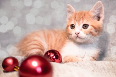 Kırmızı beyaz bir kedi yavrusu, yanında parlak kırmızı Noel ağacı topları olan gri tarafsız bir battaniyenin üzerinde yatıyor. Yatay afiş ve Noel kedisi.