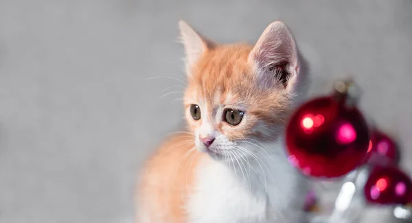 Gatinho Doméstico Vermelho Branco Fundo Cinza Balões Natal Vermelhos Lado — Fotografia de Stock