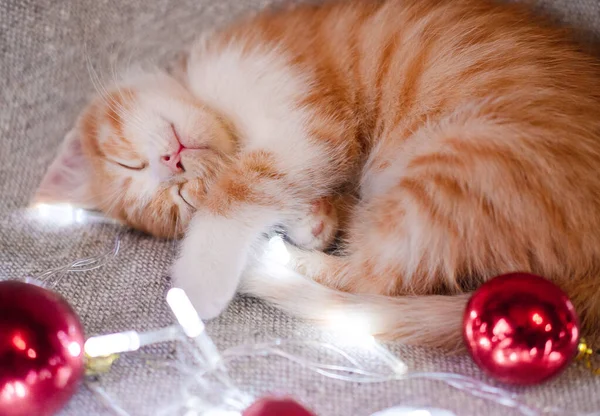 A small domestic red kitten curled up on a gray blanket and quietly sniffs with closed eyes. A cute young cat sleeps next to bright red Christmas balls and a garland. Horizontal banner with a pet.