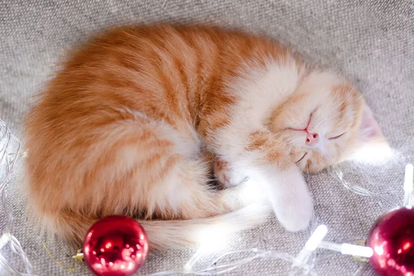 Pequeno Gatinho Vermelho Doméstico Enrolado Cobertor Cinza Cheira Silenciosamente Com — Fotografia de Stock