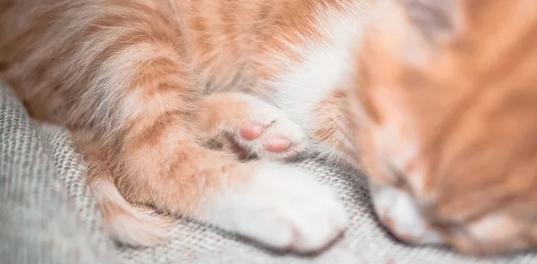 Cute little domestic red striped kitten is sleeping sweetly on a light bedspread. A charming cat with a pink nose has closed its eyes and is resting on a blanket. — Stock Image Cute Little Domestic Red Striped Kitten Sleeping Sweetly Light Bedspread Royalty Free Stock Photos