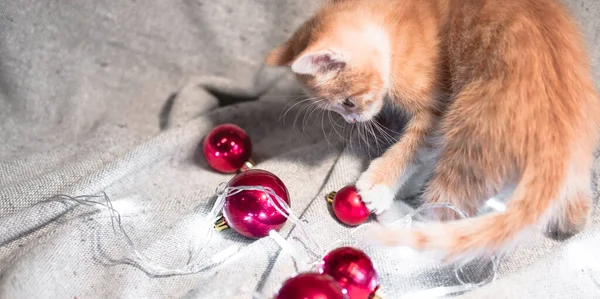 Red domestic kitten playing with Christmas tree toys. Christmas horizontal banner with cute little cat. — Stock Image Red Domestic Kitten Playing Christmas Tree Toys Christmas Horizontal Banner Royalty Free Stock Photos