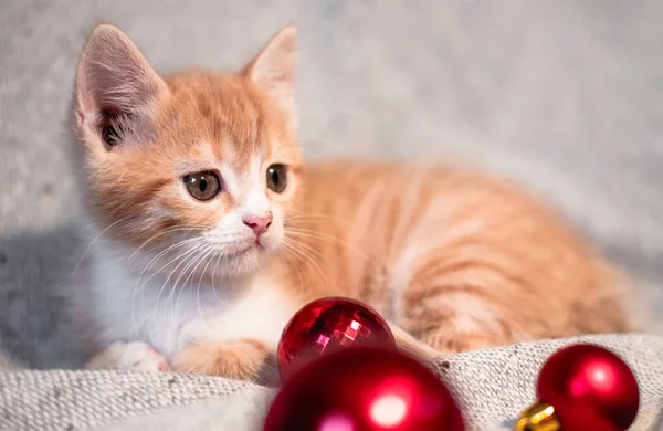 A red-and-white little cute pet kitten lies on a gray neutral blanket with bright red Christmas tree toys balls next to it. Horizontal banner with a Christmas cat. — Stock Image Red White Little Cute Pet Kitten Lies Gray Neutral Blanket Stock Picture