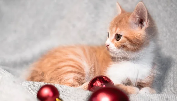 A red-and-white little cute pet kitten lies on a gray neutral blanket with bright red Christmas tree toys balls next to it. Horizontal banner with a Christmas cat. — Stock Image Red White Little Cute Pet Kitten Lies Gray Neutral Blanket Royalty Free Stock Images