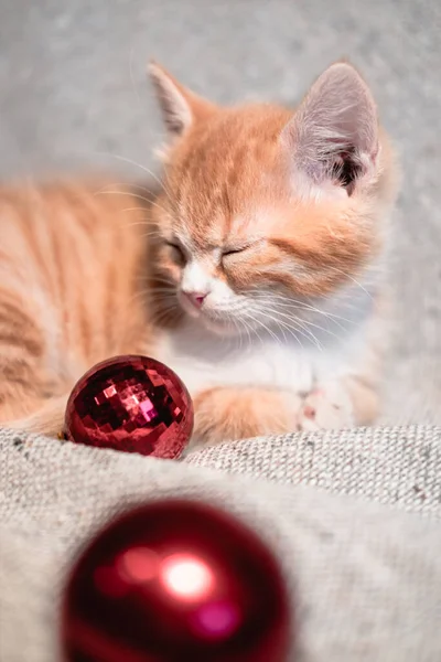 A red-and-white little cute pet kitten lies and sleeps on a gray neutral blanket with bright red Christmas tree toys balls next to it. Vertical poster with a Christmas cat. — Stock Image Red White Little Cute Pet Kitten Lies Sleeps Gray Neutral Royalty Free Stock Images