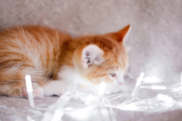 Cute domestic red kitten lies on a gray blanket and looks at the bright lights of the garland. Charming young cat on a bright Christmas background with decorations. — Stock Image Cute Domestic Red Kitten Lies Gray Blanket Looks Bright Lights Stock Image