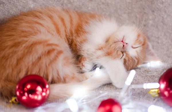A small domestic red kitten curled up on a gray blanket and quietly sniffs with closed eyes. A cute young cat sleeps next to bright red Christmas balls and a garland. Horizontal banner with a pet. — Stock Image Small Domestic Red Kitten Curled Gray Blanket Quietly Sniffs Closed Stock Photo