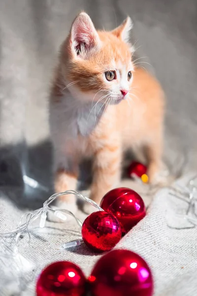 Vertical Christmas background with a charming domestic red and white kitten and red Christmas toys. Cute purebred red cat on a light Christmas background. — Stock Image Vertical Christmas Background Charming Domestic Red White Kitten Red Christmas Royalty Free Stock Photos